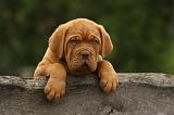 DOGUE DE BORDEAUX 323